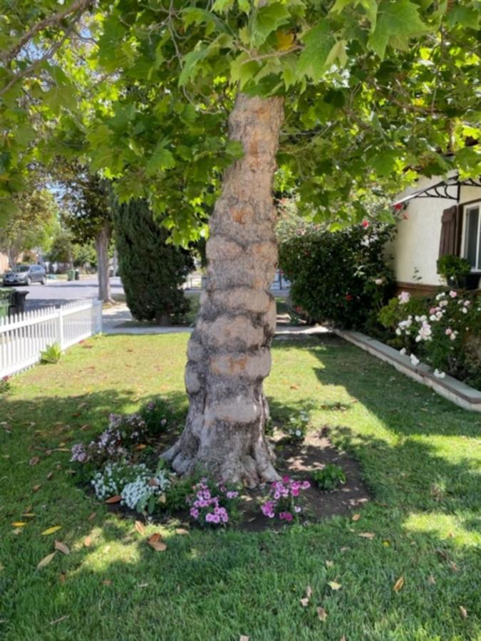Summer Leaf Los Angeles Extérieur photo